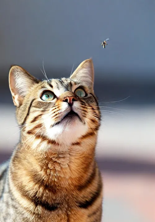 A cat watches a fly overhead.