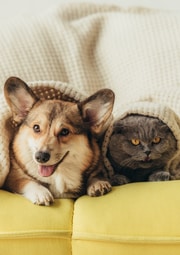 Pet Insurance