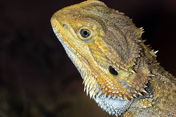 Bearded Dragon