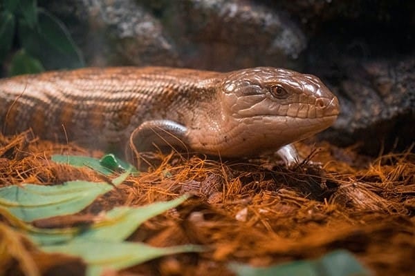 Blue-Tongued Skink