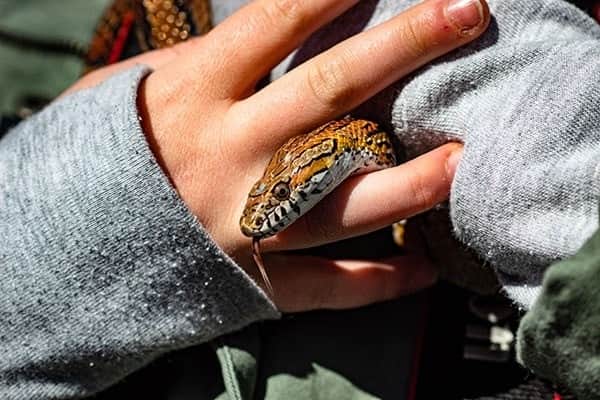 Corn Snake