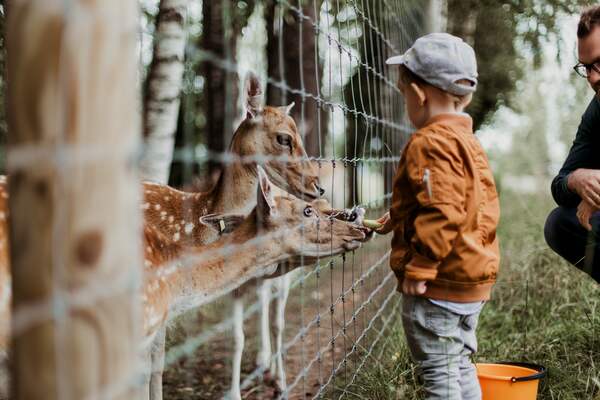 Preschool Boy Feeding Animals at an Animal Farm