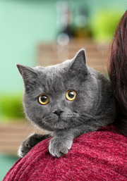 Feline Parasites: A Closer Look at Gastrointestinal Worms in Cats