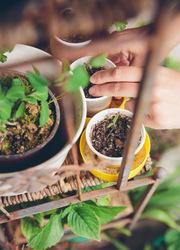 Benefits to Adding Rooftop Gardens to Elementary Schools