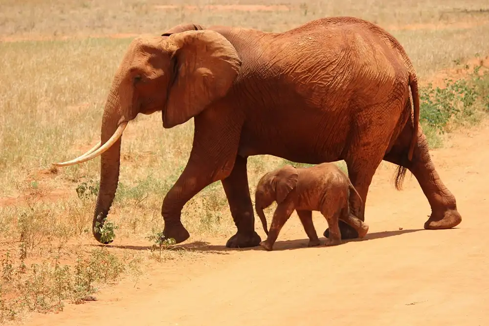 Mother and baby elephant walking in the a golden desert.