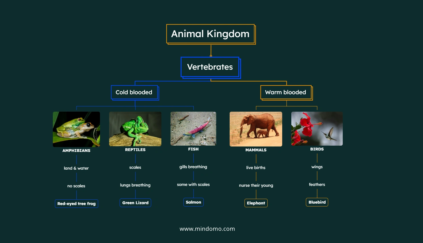 A mind map illustration for the animal kingdom