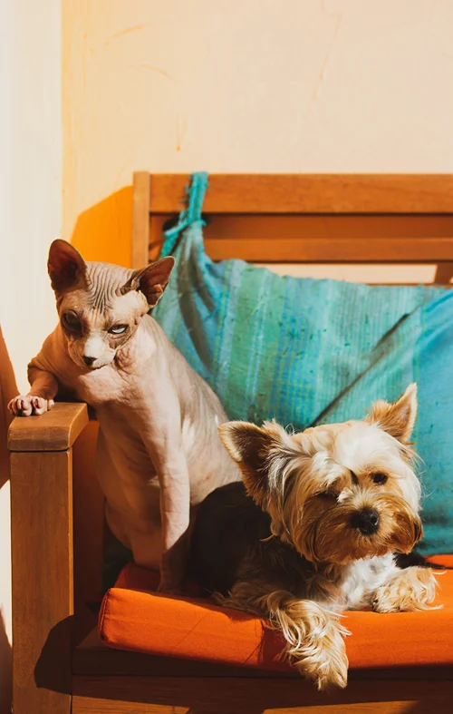 Cat and Dog relaxing together at home.