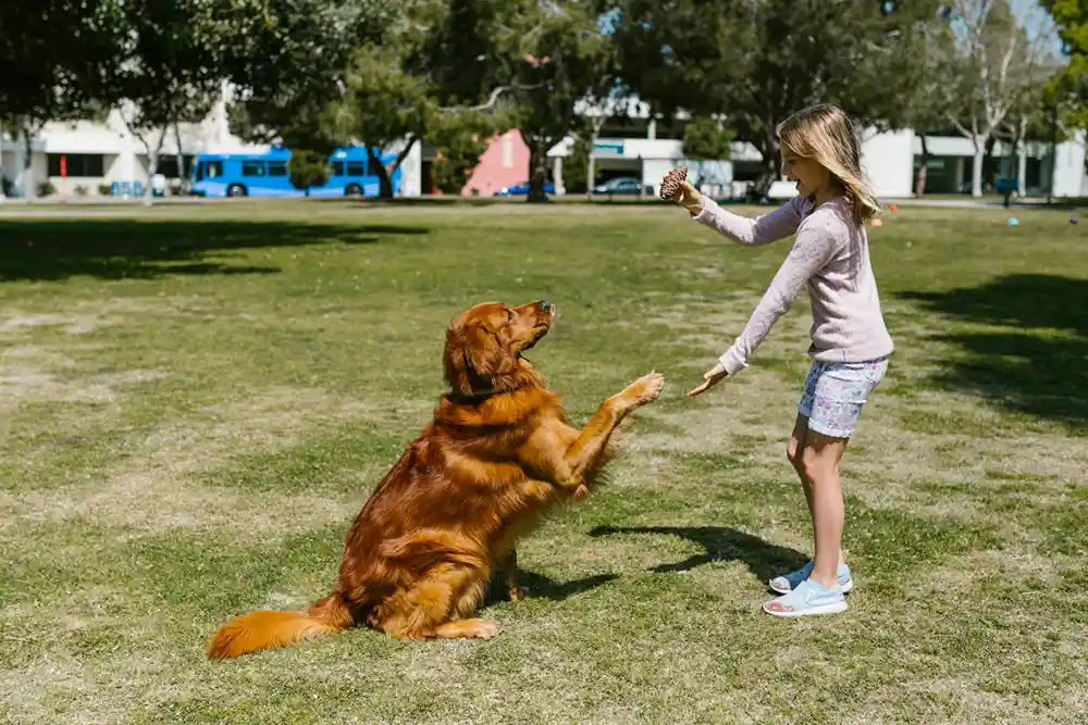 A girl is training a dog in a park.