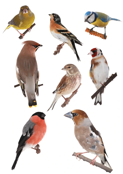 A montage of bird species.