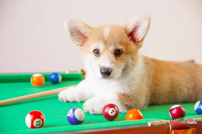 Dog on a Pool Table with Pool Balls