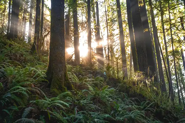 Sun shines through thick tree trunks in a hilly forest.