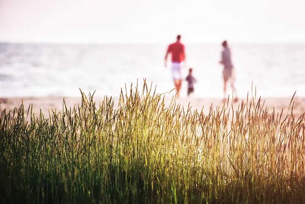 Tall grass in the forefront with blurred family walking on the beach in the distance.