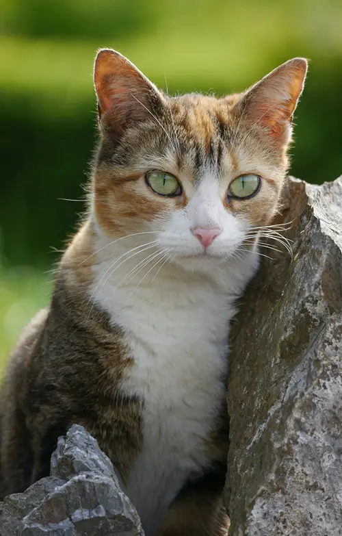 A cat outside peers into the distance from behind a rock.