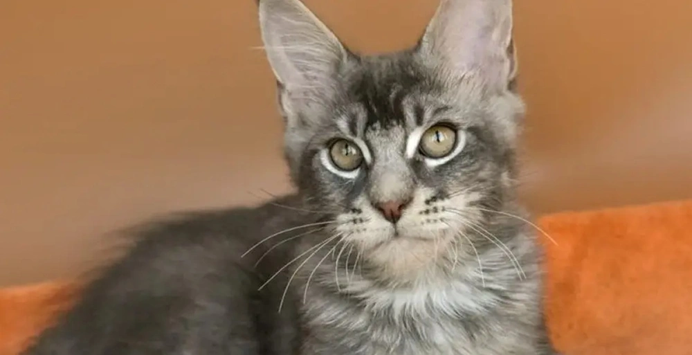 Adam Maine Coon male, blue silver ticked tabby