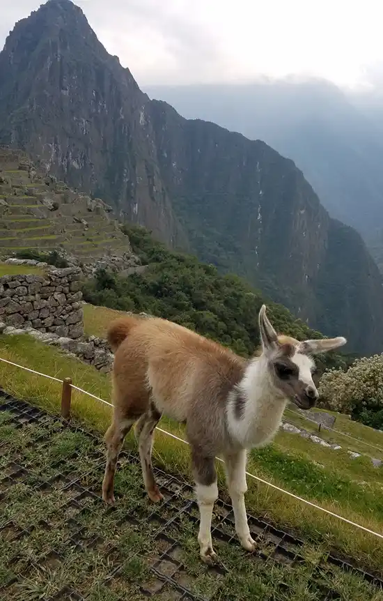 A Lama stands with Machu Picchu Mountain in the background.