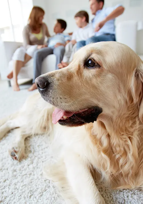 Close up of dog laying on the living room floor with family on sofa behind.