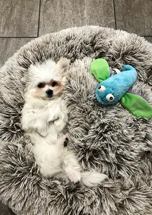 A Maltese puppy looks up as she lays on her back in her bed beside a chewy toy.