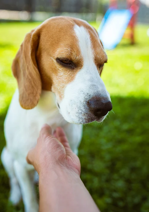A subdued dog receives a gentle pet from an outstretched hand.
