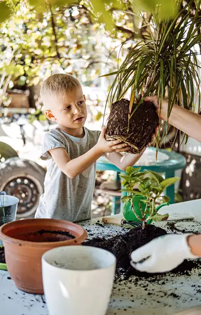 Young boy helping repot a houseplant outdoors in the backyard garden.