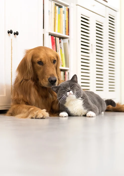 A dog and cat laying happily together on the floor at home.